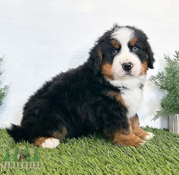 Bernese Mountain Dog